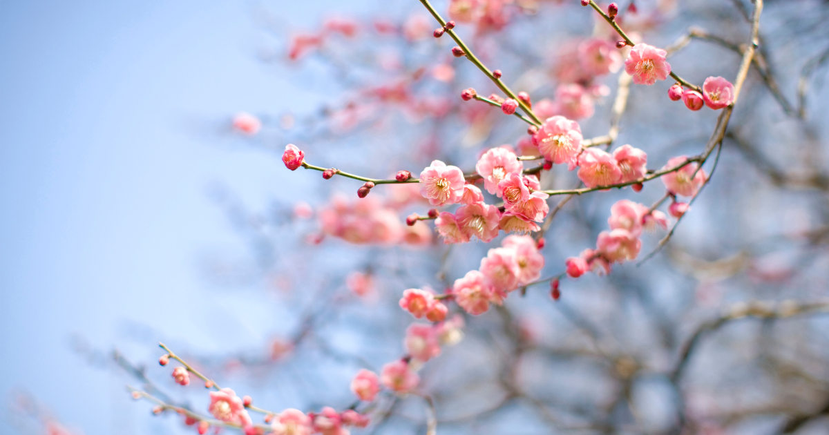 梅の花のハーバリウムオイルを作ろう！2月2日(日曜)